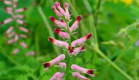 Fumaria officinalis